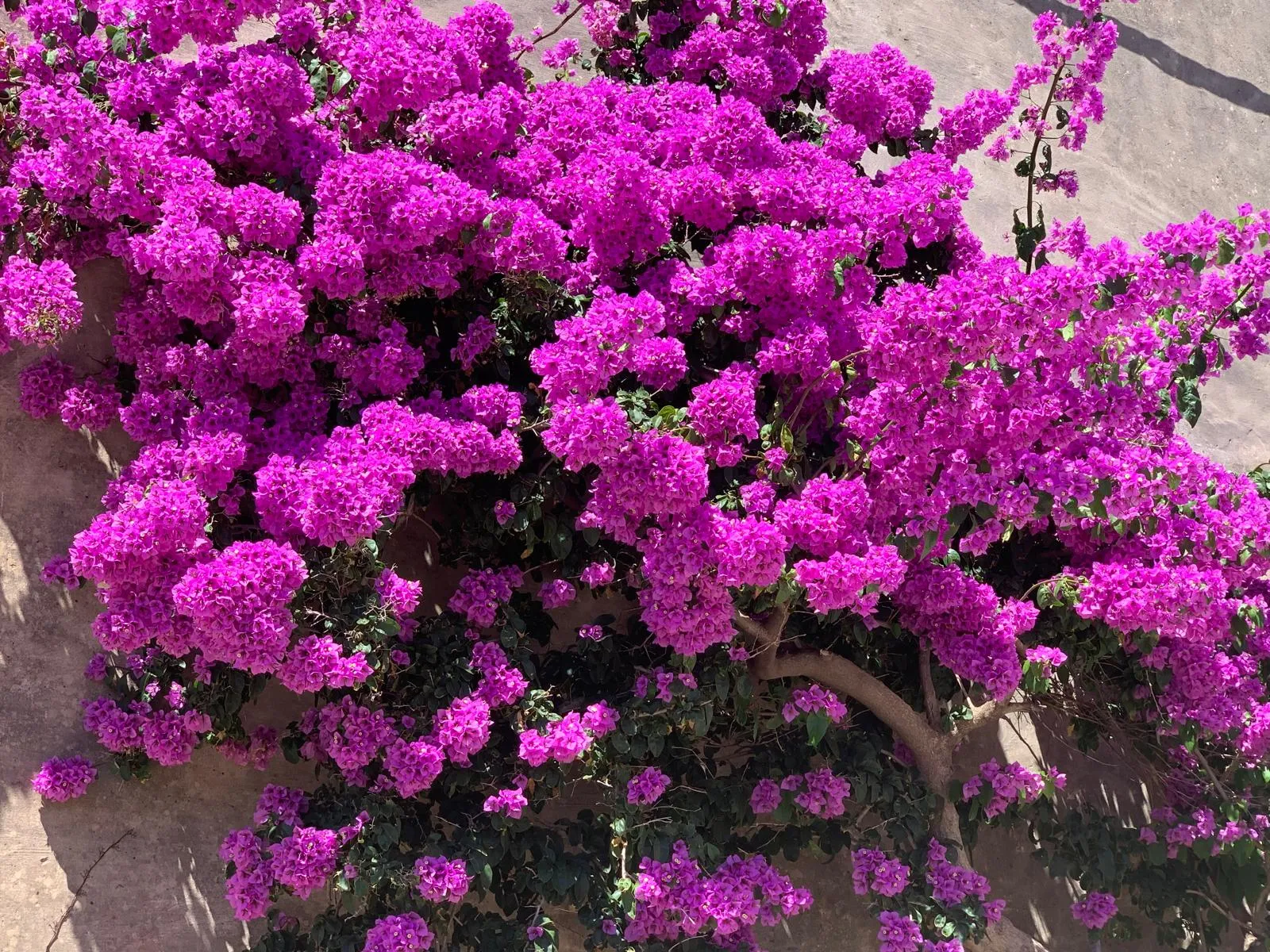 Bougainvillea