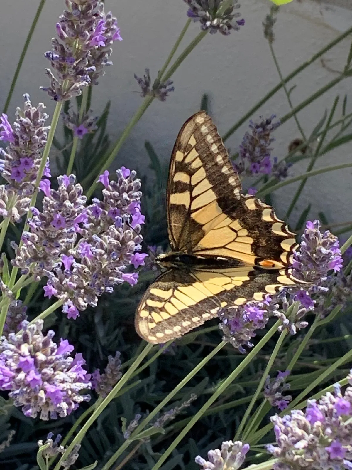 Butterfly on lavender